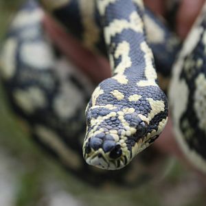 carpet python