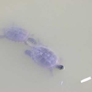 Terrapins (?) in Paloma Park, Benalmadena, Malaga