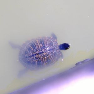 Terrapin (?) in Paloma Park, Benalmadena, Malaga