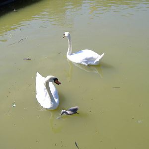 Swans in Paloma Park, Benalmadena, Malaga