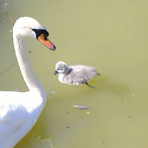Swans in Paloma Park, Benalmadena, Malaga