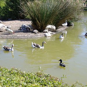 Waterfowl in Paloma Park, Benalmadena, Malaga