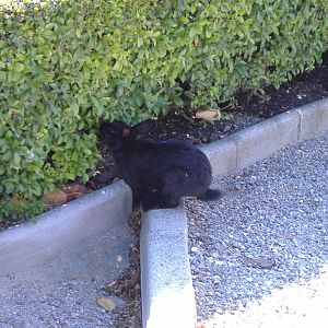 Rabbit in Paloma Park, Benalmadena, Malaga
