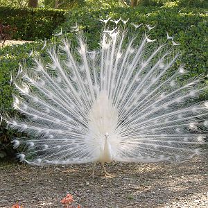 Peacock in Paloma Park, Benalmadena, Malaga