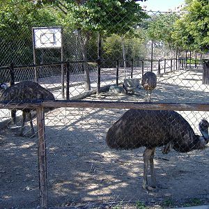 Emus in Paloma Park, Benalmadena, Malaga