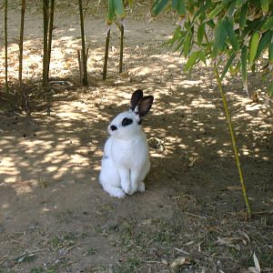 Rabbit in Paloma Park, Benalmadena, Malaga