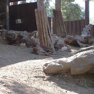 Mouflons in Paloma Park, Benalmadena, Malaga