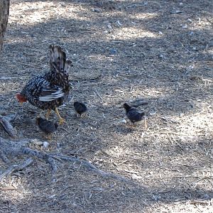 Hen and chicks in Paloma Park, Benalmadena, Malaga, 4 May 2009