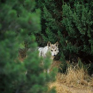 mexican wolf, LDSP (New Mexico)