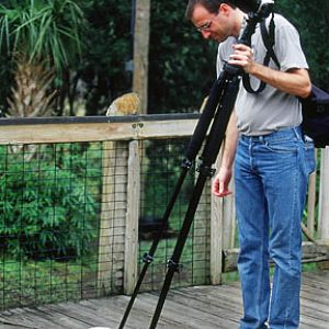 photographer and cockatoos