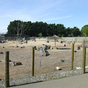 Addax and Dorcas Gazelle mixed exhibit, African Aridlands