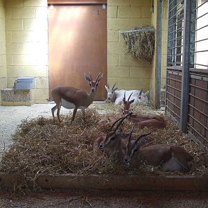 Addax and Dorcas Gazelle stalls, African Aridlands House