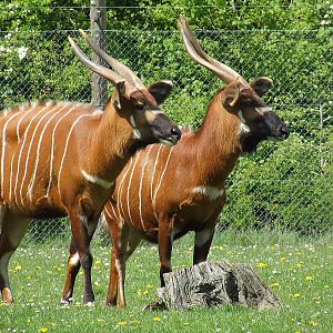 Eastern Bongos, Heart of Africa