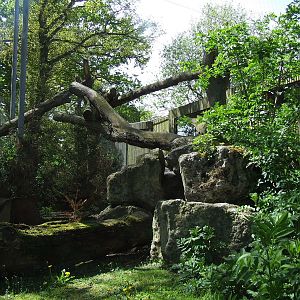 Amur Leopard exhibit, ground level view