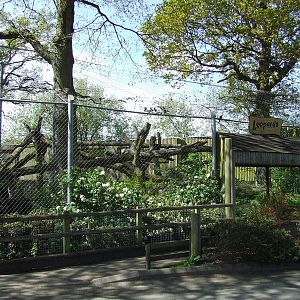 Amur Leopard exhibit