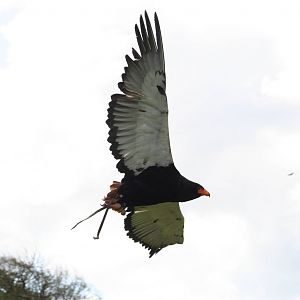 Bateleur Eagle @ Yorkshire Dales Falconry; 03.05.09