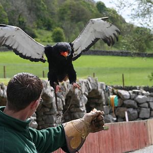 Bateleur Eagle @ Yorkshire Dales Falconry; 03.05.09