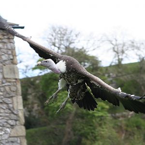 Ruppell's Griffon Vulture @ Yorkshire Dales Falconry 03.05.09