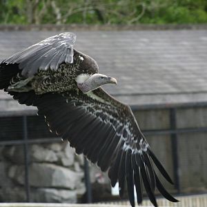 Ruppell's Griffon Vulture @ Yorkshire Dales Falconry 03.05.09
