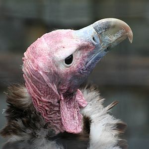 Lappet-Faced Vulture @ Yorkshire Dales Falconry 03.05.09