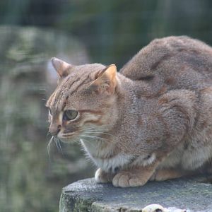 Rusty Spotted Cat @ Port Lympne 16.10.06