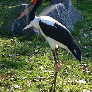 Saddle-billed Stork