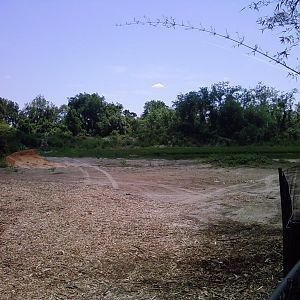 Future Asian exhibits