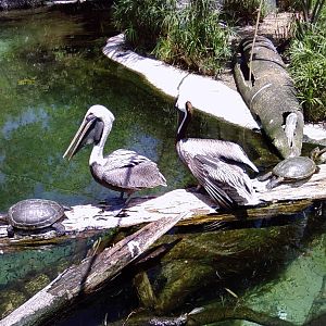 Brown Pelicans - Range of the Jaguar
