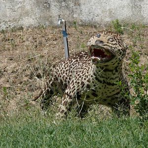 Stuffed animals at the zoo