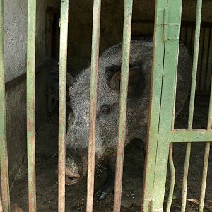 Wild boar in cage