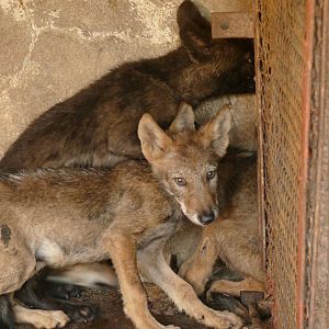Stressed common jackals in cage