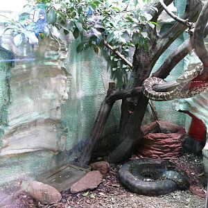 Blue-tongued Skink and Carpet Python exhibit