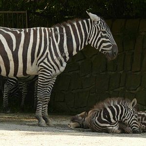 Maneless zebra