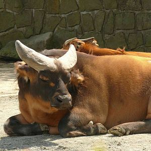 Forest Buffalo