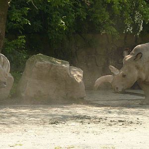 Northern White rhino