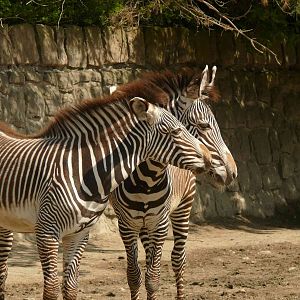 Grevy zebra