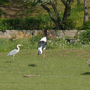 birds in ungulate enclosures