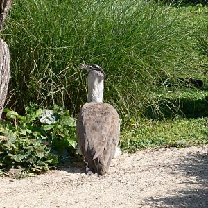 Kori Bustard