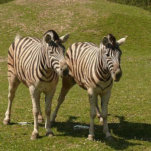 Damara Zebra