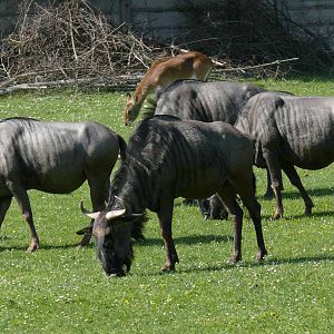 Blue Wildebeest (C.t.taurinus) at safari