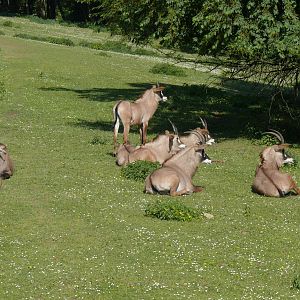 Roan antilope at safari