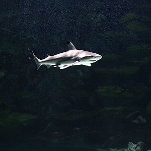 Blacktip reef shark (Carcharhinus melanopterus)