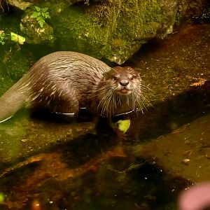Asian Short Clawed Otter