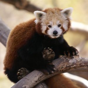 Red Panda - April 09