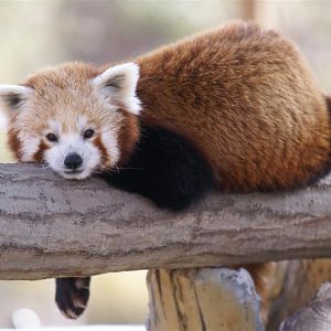 Red Panda - April 09