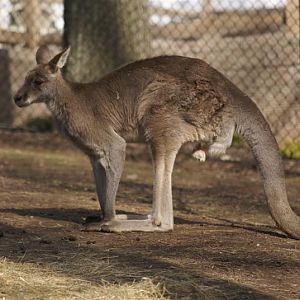 Grey Kangaroo - April 09