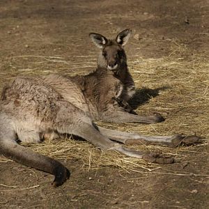 Grey Kangaroo - April 09