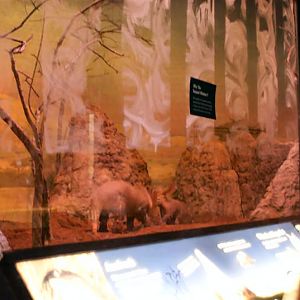 April 09 New aardvark exhibit in giraffe house