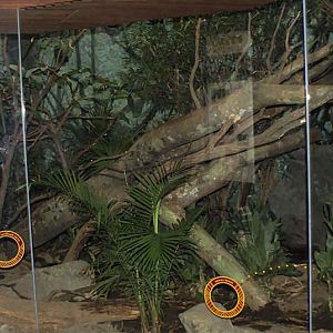 May 09 - fossa exhibit in madagascar