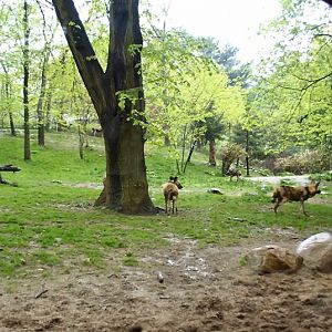 African wild dogs May 2009